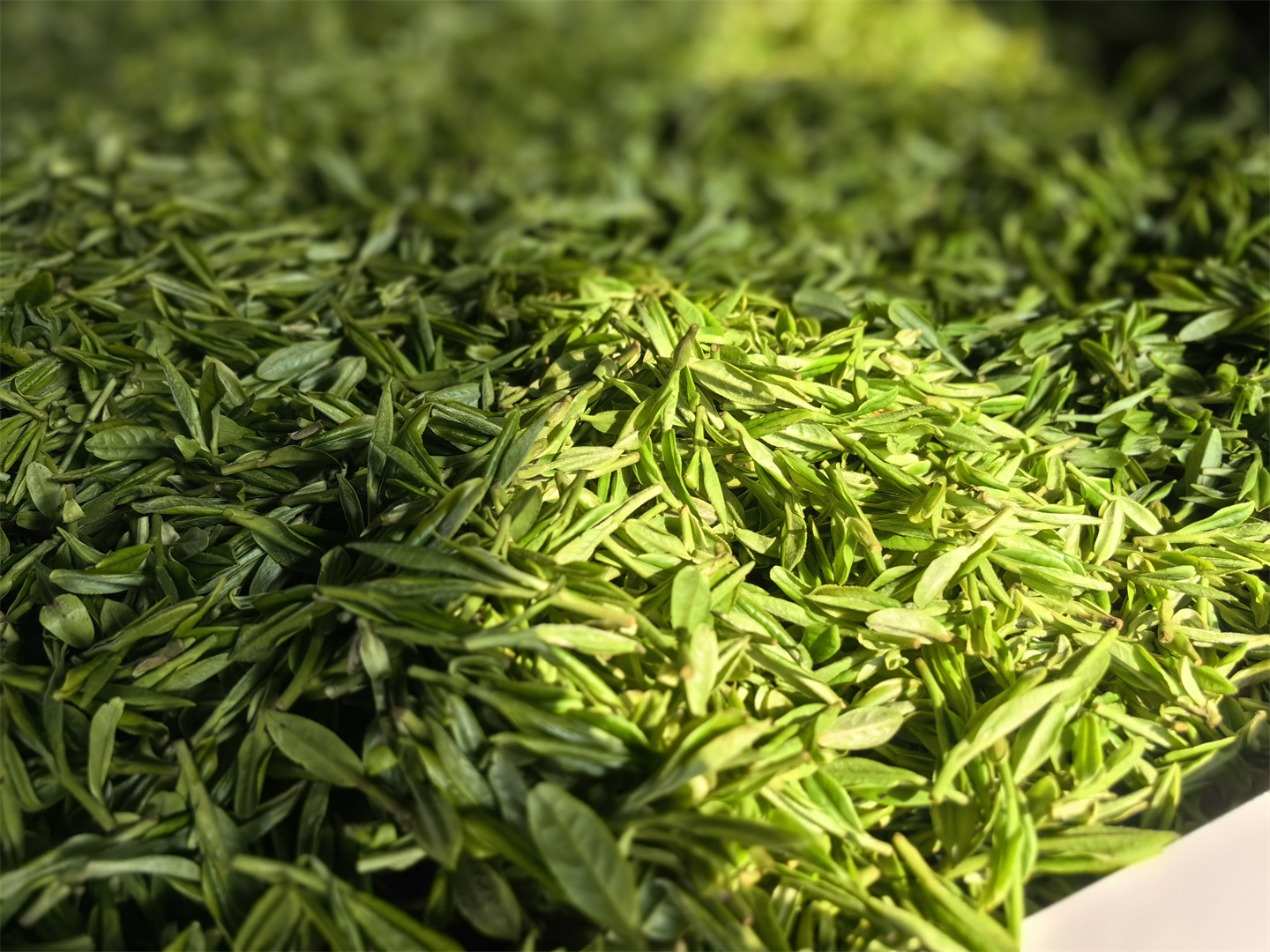 西湖龙井礼盒装