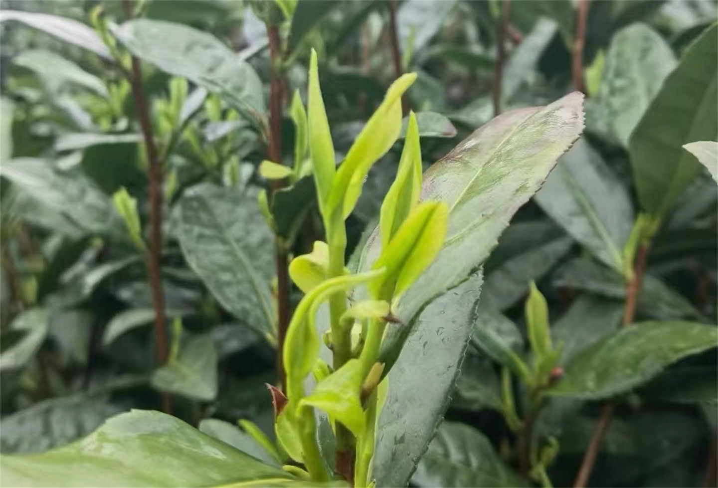 安吉白茶（头采）